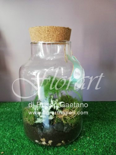Terrarium Asparagus.